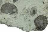 Fossil Brachiopod (Retrosirostra) Plate - Indiana #325700-1